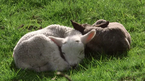 EWE LAMBS HACKNESS NORTH YORKSHIRE Stock Footage 66552616