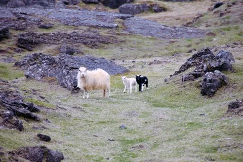 Ewe with lambs Stock Photos
