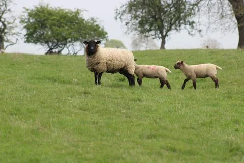 Ewe with lambs Stock Photos