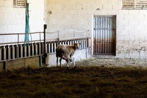 Ewe Nursing Lamb Inside Rustic Barn Фото