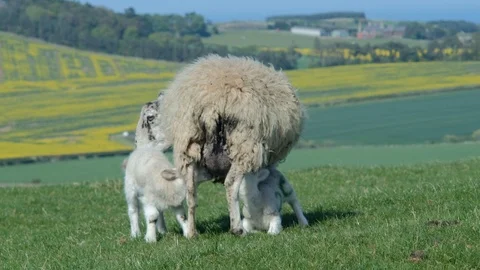 Ewe nursing new born spring lambs on the scottish countryside. Stock Footage 90510686