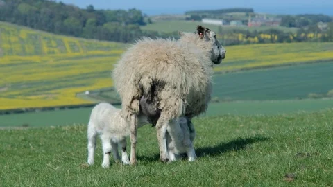 Ewe nursing new born spring lambs on the scottish countryside. Stock Footage 90510733