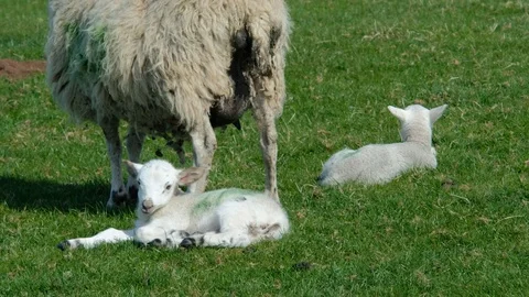 Ewe nursing new born spring lambs on the scottish countryside. Stock Footage 90511270