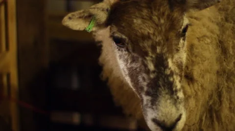 Ewe in Pen Slow Tracking Close Up 動画素材 43601701