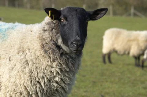 Ewe Stock Photos