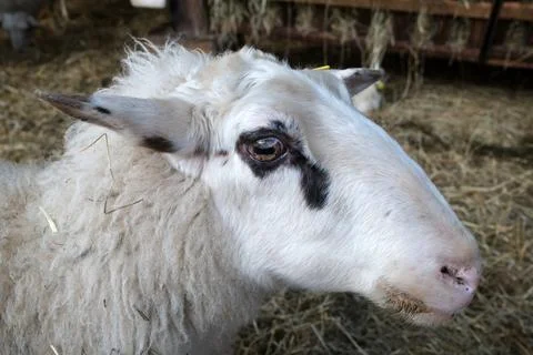Ewe portrait Stock Photos