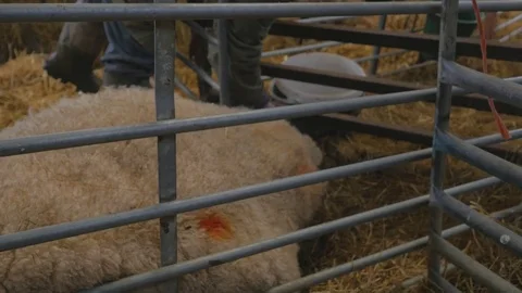 Ewe sheep gives birth to her baby lamb Stock-Footage 78237688