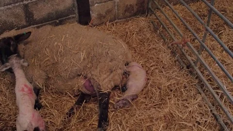 Ewe sheep gives birth to two baby lambs Stock Footage 78308396