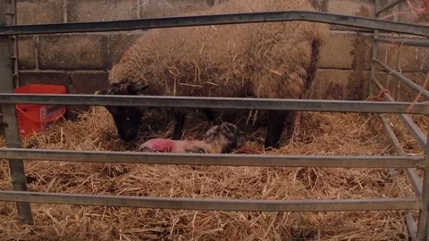 Ewe sheep just given birth to a her baby lamb Stock Footage 78251076