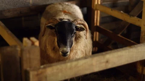 Ewe Sheep in a Pen Looking to Camera 動画素材 43604736