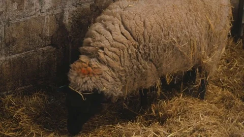 Ewe sheep prepares to give birth to her baby lamb Stock Footage 78247283