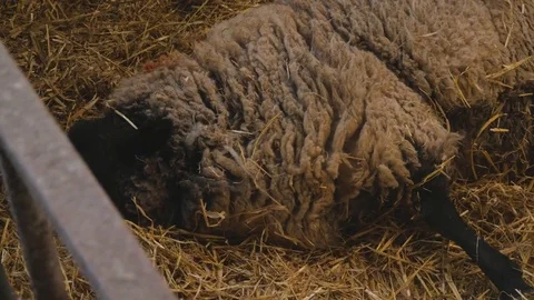 Ewe sheep prepares to give birth to her baby lamb Stock Footage 78247624