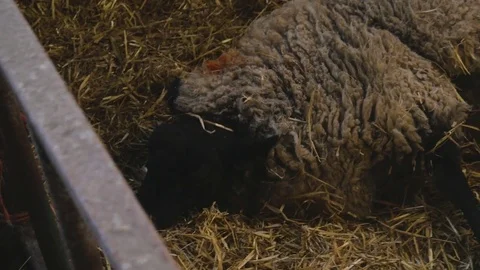Ewe sheep prepares to give birth to her baby lamb Stock Footage 78247814