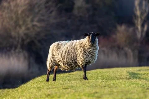 A ewe in the South Downs, looking directly at the camera Stock Photos