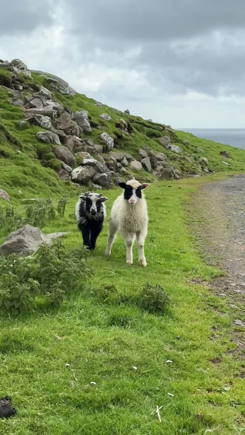 Ewe with two lambs grazing on a green hillside in the Faroe Islands, North Atlan Stock Footage 334835851