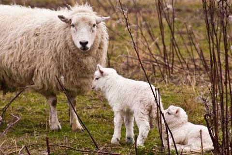 Ewe with two lambs Stock Photos