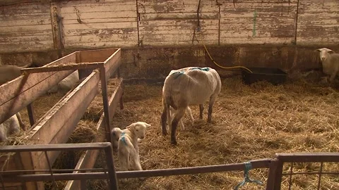 Ewe With Young Lamb Inside Traditional Sheep Barn Video stock 344158581