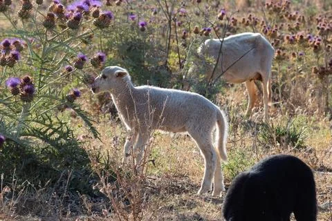Ewes and lambs in Albufeira's fields Stock Photos