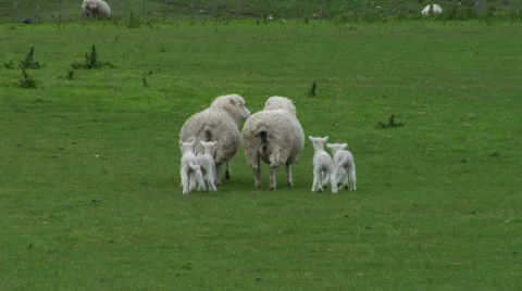 Ewes And Lambs Stock-Footage 331851