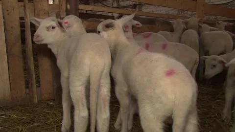 Ewes and Young Lambs Inside Traditional Sheep Barn Video stock 344163257