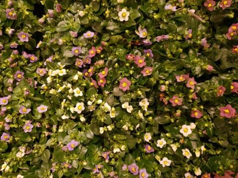 Exacum affine Stock Photos