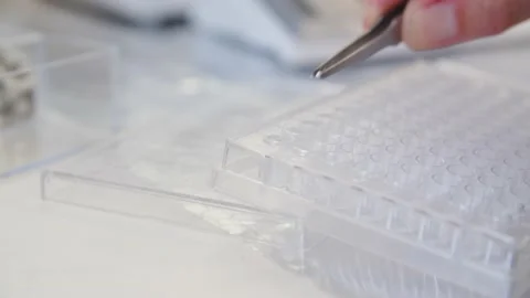 Examinate Sample with Tweezers  Video stock 145055837