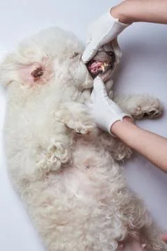 Examination of dog teeth Stock Photos