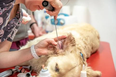Examination of the ear of a golden retriver at a veterinary clinic. Stock-Fotos