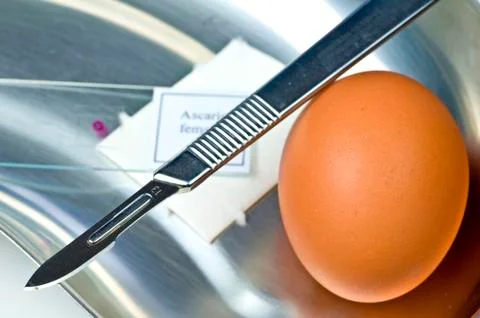 Examination of eggs Stock Photos