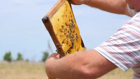 Examination of the Honey Frame Stock Footage 134943687