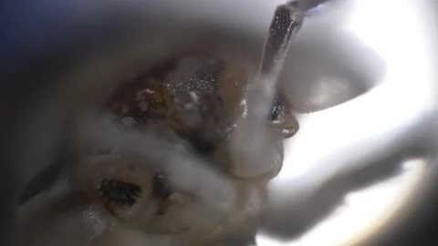 Examination of an insect under a microscope. Biology home project. School homewo Stock Footage 232993521