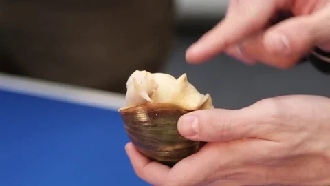 Examination of snails Stock Footage 83450480