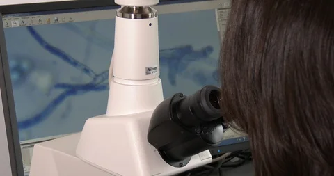 Examination of the virus under a microscope Stock Footage 126705523