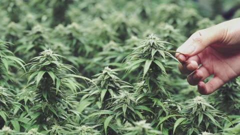 Examine the basic structure of cannabis plants. Stock Footage 227866514