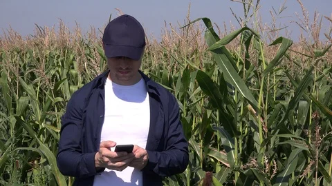 Examine corn cob crop successful man farmer agriculturalist with cell phone work Stock Footage 93313815