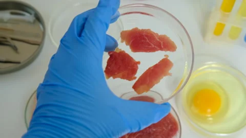 Examine meat in the laboratory. Selective focus. Stock Footage 305757869