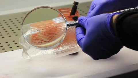 Examine the object for fingerprints. Stock-Footage 219246791