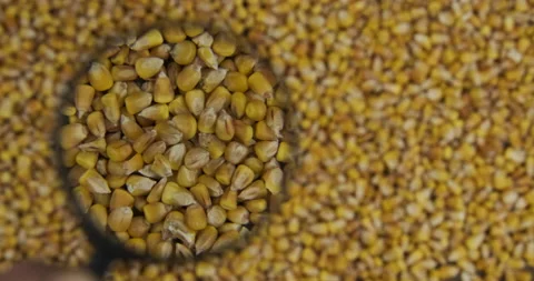 Examine, study corn grains in a magnifying glass. Stock Footage 142317876