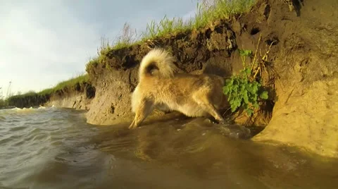 Examines dog burrows Video stock 37554314