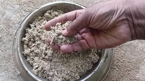 Examining Discarded Worm Clusters from Sesame Seeds Stock Footage 340114770