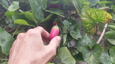 Examining Fruit Video stock 297611345