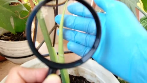 Examining the growth of a new leaf bud on a Thai monstera Stock Footage 327769448