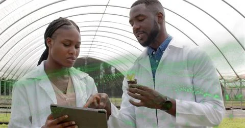 Examining lab-coated scientists tapping tablet while colleague holding seedling 스톡 사진