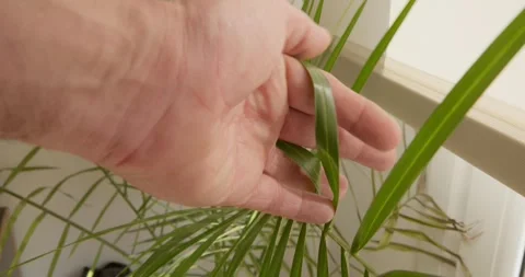Examining a Plant's Leaf: Vidéo 331536499