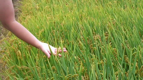 Examining rice harvest Stock Footage 445624
