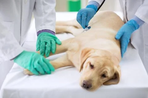 Examining sick dog Stock Photos