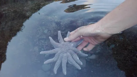 Examining a starfish on the foreshore Stock-Footage 130281147