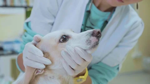 Examining in veterinary clinic. Vet checking dog teeth. Pet concept Vídeo Stock 95904337