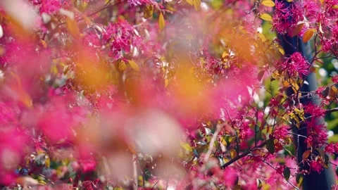 Example: Beautiful Spring Blossoms in Soft Focus Stock Footage 307372615