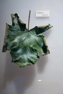 Example of grape leaves sickness or problems, Oidium genus of fungi in the .. Stock Photos